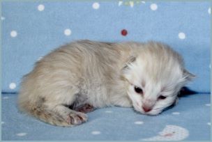 Female Siberian Kitten from Deedlebug Siberians